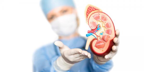 KIDNEY TRANSPLANTATION