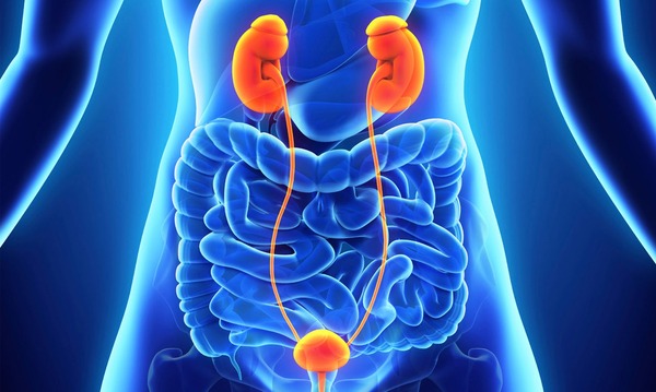 KIDNEY AND URINARY TRACT DISEASES